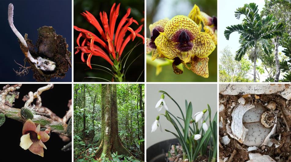 Top 10 plants and fungi named new to science in 2025